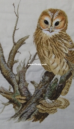 Owl on branche