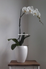 Orchids are my second hobby: My king-size phalaenopsis Tsarine® (Sogo Yukidian)