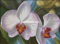White orchid by Natalia Supenko