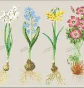 Thea Gouverneur 1087 - Flower Bulb Sampler
