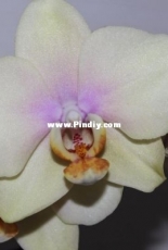 Orchids are my second hobby: Phal. Malmo