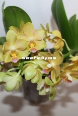 Orchids are my second hobby: Phal. no-named