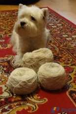Dog's wool (vesta)