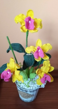 Orchid