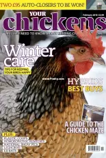 Your Chickens  February 2018