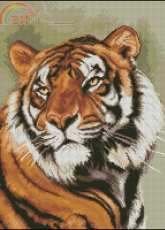 Tiger From Nastunya 46 2010