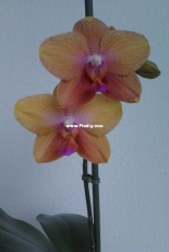 Orchids are my second hobby: Phal. Grissini