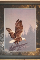 Haliaeetus leucocephalus