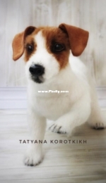 TatyanaKo - Tatyana / Tatiana Korotkikh - Jack Russell Terrier - Татьяна Коротких - Джек-рассел-терьер - Russian