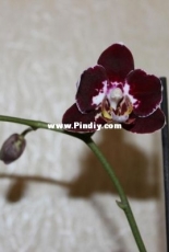 Orchids are my second hobby: Phal. Everspring Prince Butterfly