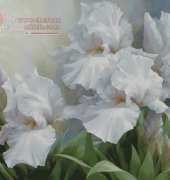 I Love CrossStitch IL-014 White Iris Elegance II