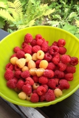 My first crop of raspberries