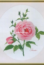 Pinn 17-H - Roses - Hero