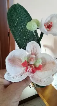Mother Orchid