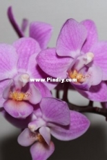 Orchids are my second hobby: Phal. no-named (mini)