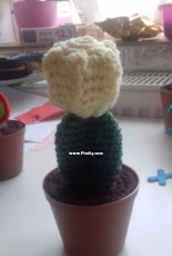 cactus from Krisztina