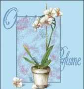 DMC BK243 Orchid Perfume XSD