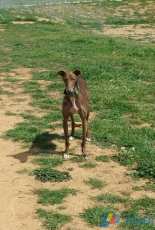 my Greyhound