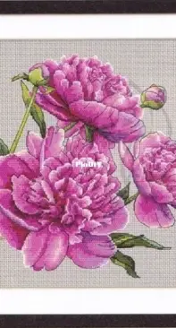 Coricamo - GC10272 - Beautiful Peonies XSD