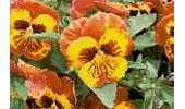 Kreuzstich Kreativ - Pansies (Stiefmuetterchen)