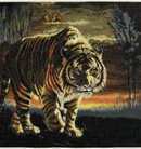 DMC BK909 In the Forest of the Night Tiger