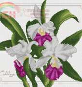 PINN LE-17J - Cathaleeya Orchid