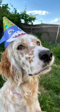 Birthday doggo
