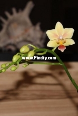 Orchids are my second hobby: Phal. Sunny Smile (mini)