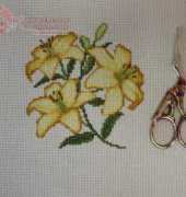 golden lily