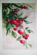 Cherry by N.Antonova
