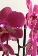 Orchids are my second hobby: Phal. Diamond King
