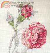 Anchor RHS05 - Rosa centifolia 'Muscosa'