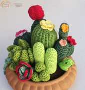 My cactus