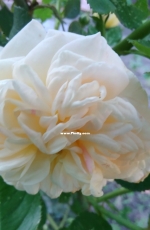 Rose Excalibur - wonderful aroma.
