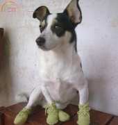 shoes dog.....is my love ahaha