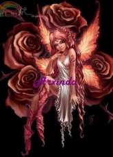 Arxinda -  Fairy Roses