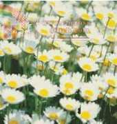 field of dasies
