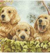 Anchor PCE 933 - Puppies