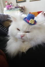 Hat for cat