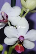 Orchids are my second hobby: Phal. Sogo Chabstic