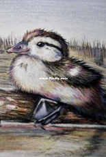 Color pencil of a baby duck