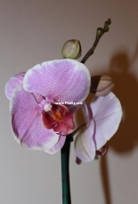 Orchids are my second hobby: Phal. Pretty Romance