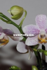 Orchids are my second hobby: Phal. Zambia