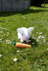 small rabbit