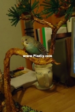 parrot Kesha