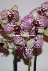 Orchids are my second hobby: Phal. Cleopatra