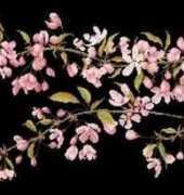 Thea Gouverneur TG 481 Prunus