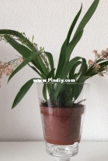 Orchids are my second hobby: Oncidium Twinkle Light Pink