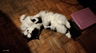 My kitty when i'm crochetting...