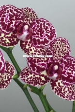 Orchids are my second hobby: Phal. Luoulin Wild Cat